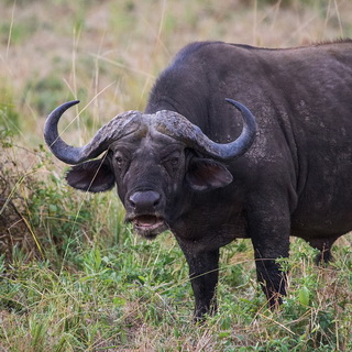 South Luangwa - Close-up African buffalo